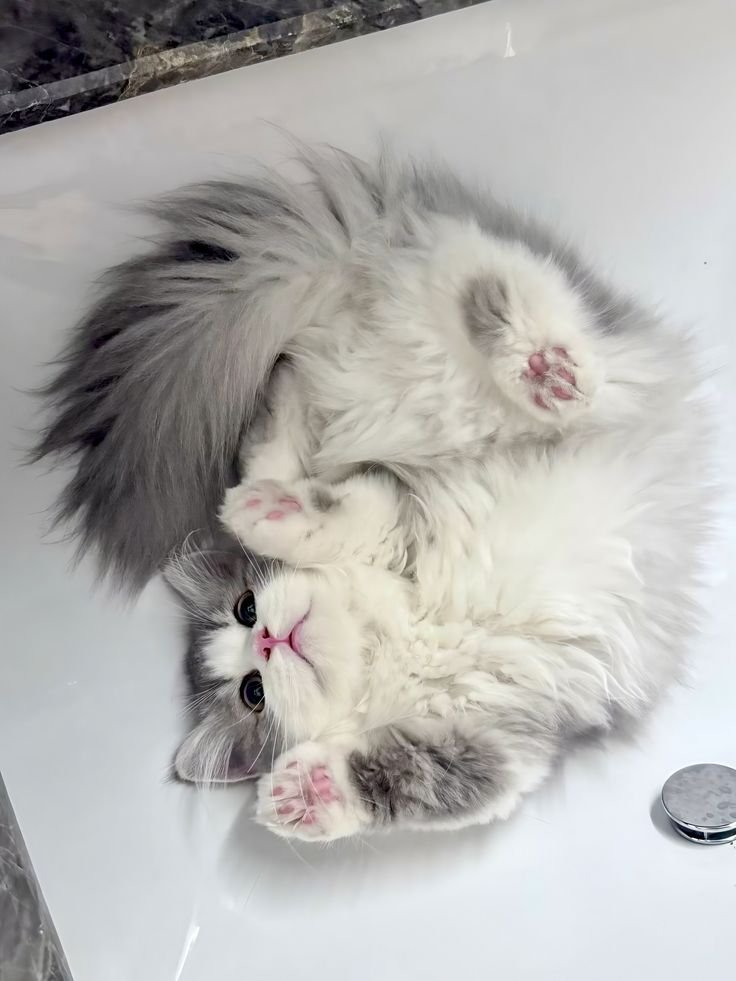 DailyCatsX's tweet photo. https://t.co/TtCwPluPkq