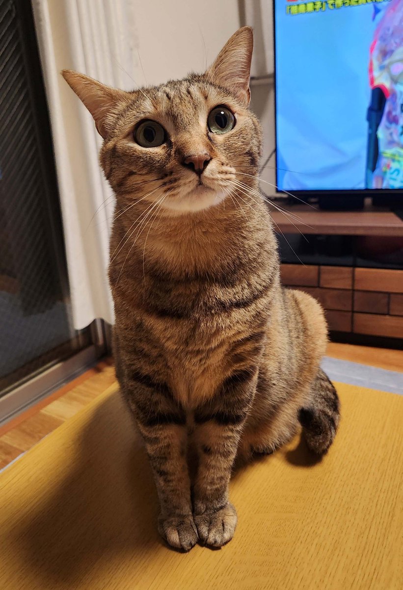 mayumi_120's tweet photo. まめ様、本日満6歳になりました👏👏👏😸
これと言った病気もなく、健康で元気に可愛くデカく育ってくれて本当にありがとう😻
これからもカカの事宜しくね😻
#猫のいる暮らし 
#猫のいる幸せ https://t.co/ST6roHS65W