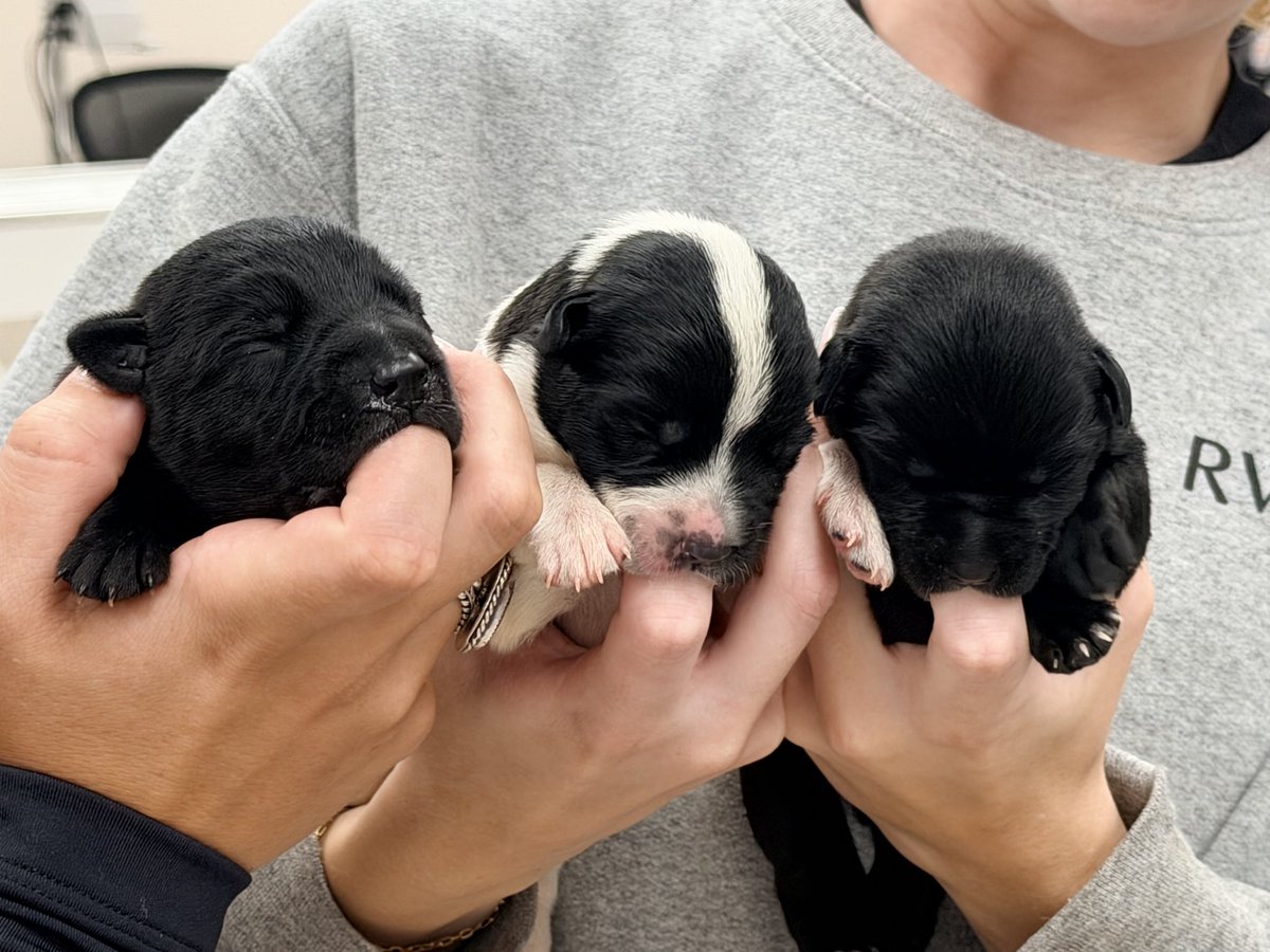 jenileeborektv's tweet photo. Get your tissues…

A dog known to those helping her as “Mercy,” has started her long road to recovery after being found shot in the face on the side of the road Friday in Winchester. 

She was somehow nursing 5 puppies who were just hours old. 
@Local12 https://t.co/Nyl67O0uYS