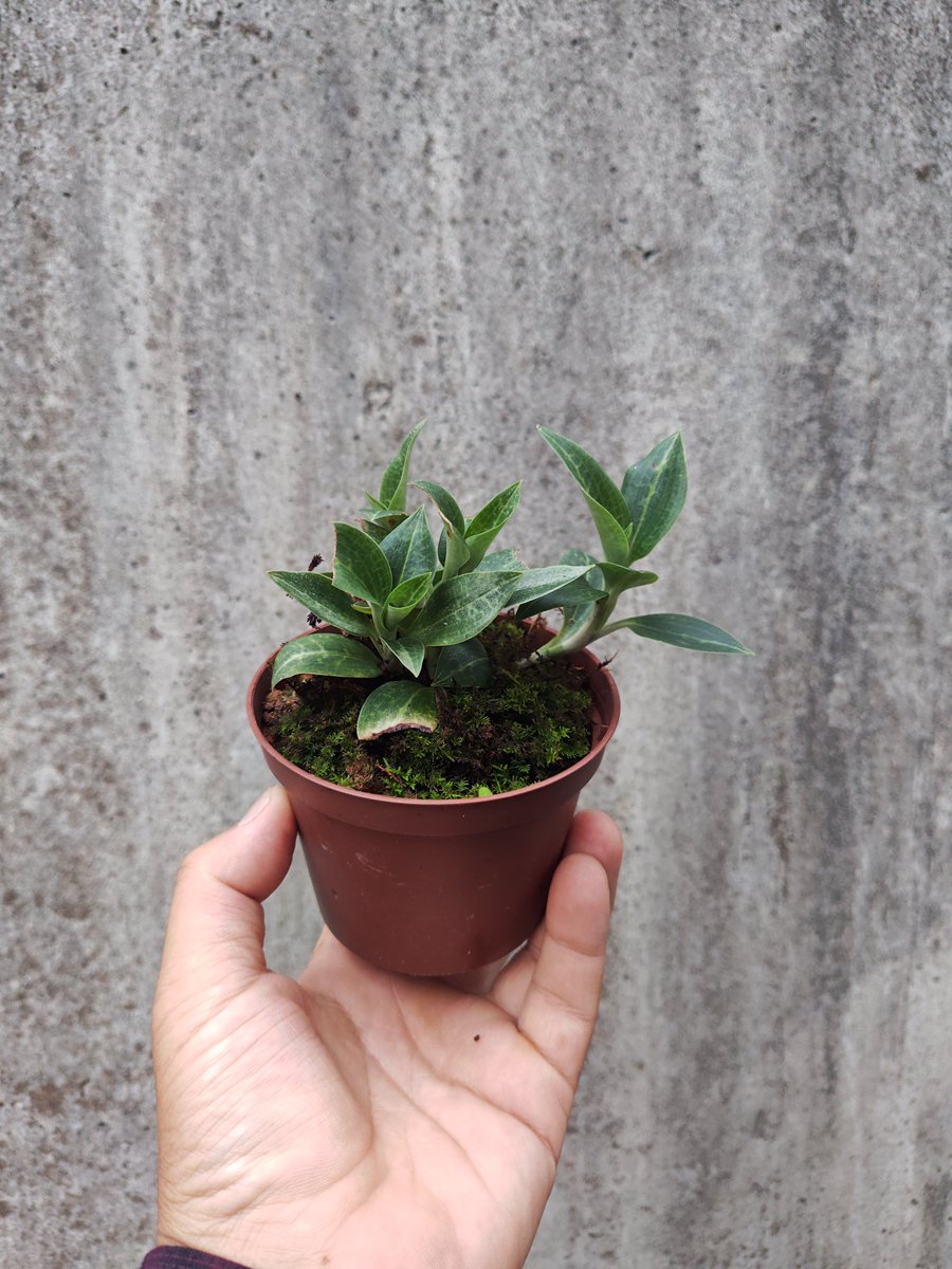 omame_plants's tweet photo. Goodyera crassifolia

店主の趣味の植物
C-S,JapanとKoreaに自生するシュスラン

しっかりと水を吸ってプリプリです

#オマメプランツ #多肉植物 #京都 #多肉植物販売 #サボテン https://t.co/6bbtKwho4T