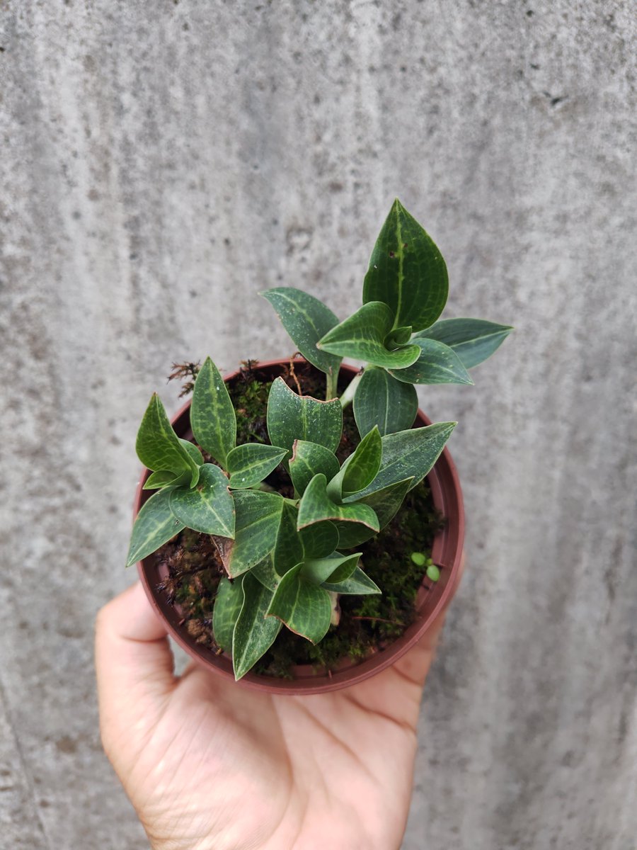 omame_plants's tweet photo. Goodyera crassifolia

店主の趣味の植物
C-S,JapanとKoreaに自生するシュスラン

しっかりと水を吸ってプリプリです

#オマメプランツ #多肉植物 #京都 #多肉植物販売 #サボテン https://t.co/6bbtKwho4T