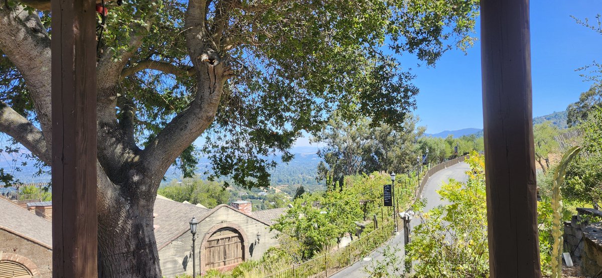 MarkThomasBurr's tweet photo. #gorgeousone was enjoying herself at the beautiful 😍 winery 🍷 on Saturday. 
@MountainWinery https://t.co/rq1mClWa67