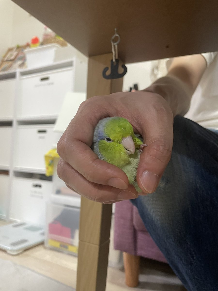 lapiteteruby's tweet photo. 包まれてさえいれば良いらしい。 https://t.co/Stmf8zZ3nJ