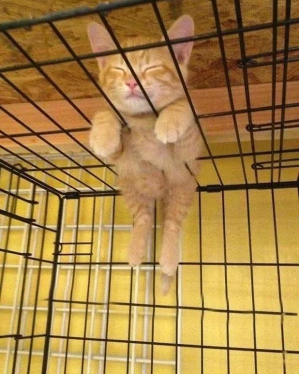 PunchingCat's tweet photo. https://t.co/8o0D3N8bfG