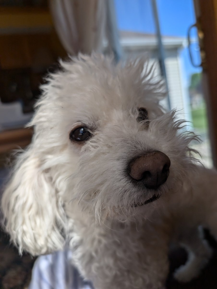 animallover766's tweet photo. Ollie 🪽
Dec 28, 2016 - Aug 28, 2026

thank u for everything. its been too devastating living without u. his death was sudden and unexpected, but i am forever grateful that i was blessed with taking care of u for the last 9.5 years. 

u guided me through the darkness.

i love you https://t.co/eW2EkkEqac