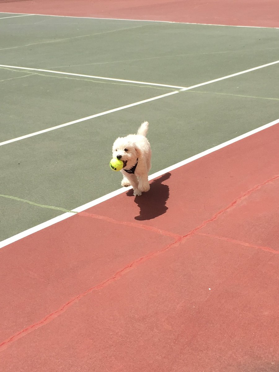 animallover766's tweet photo. all i have left are the memories and photographs i took of you. i hope that when i dream we can play again, just like before, my love

i miss you every moment. if i could do the last ten years over again, to be with you, i would

please send a prayer for Ollie. he was the best 🪽 https://t.co/ehbTCARpUx