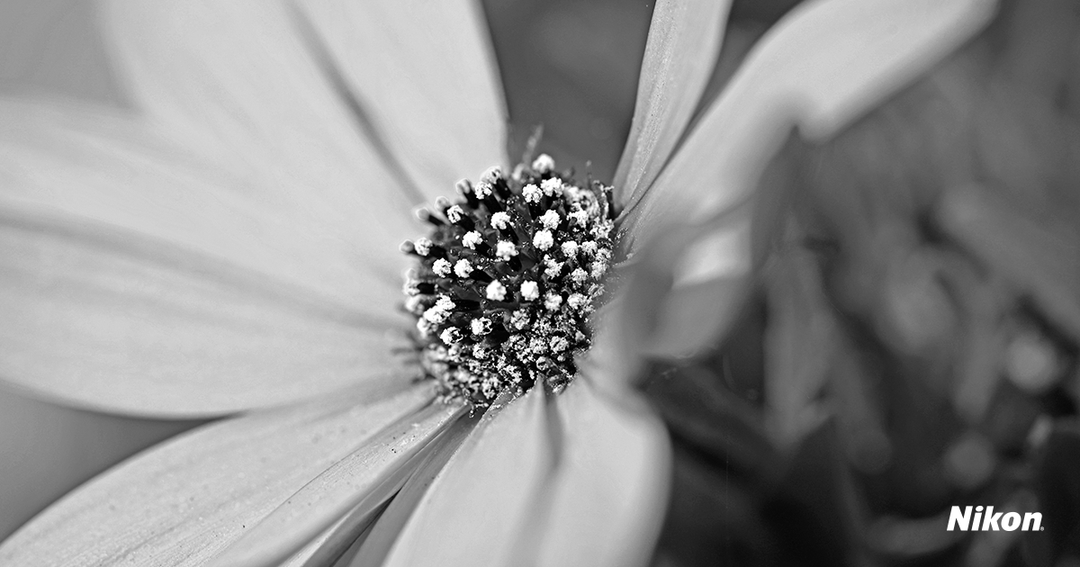 NikonMX's tweet photo. El blanco y negro cambia la forma de observar una escena. Luz, contraste, formas y texturas toman protagonismo. @lohechoenmexico explora esta técnica en distintas imágenes, dándole una intención diferente a cada una.
#NikonMx https://t.co/LJmOX5ccxe