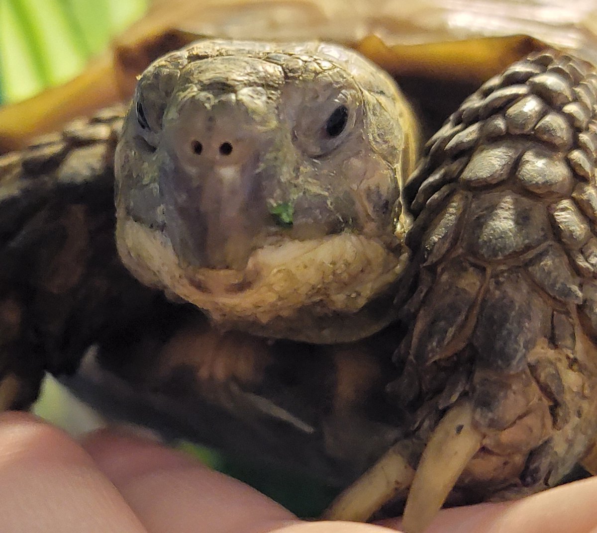 basil_replyonly's tweet photo. 5歳になりました。

人間の指から動物性タンパク質を摂取しようと必死なこの子ですが、お野菜を食べて、すくすく大きくなりました。

これからもよろしくね。

あと、口におべんと付いとるよ。 https://t.co/eJa6e1P3CX