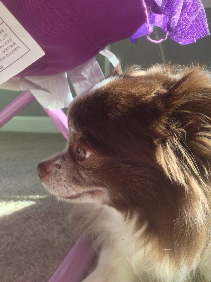 wordrefiner's tweet photo. RIP GRIZZ Grizz is searching the where and when of Tampa for the book review of "The Painted Fan" written by PJ Braley @PJBraley. This is an exciting story about accidental time travel.
Grizz seeks help due to his short legs and asks everyone to share his search. https://t.co/VSgEiBwfC8