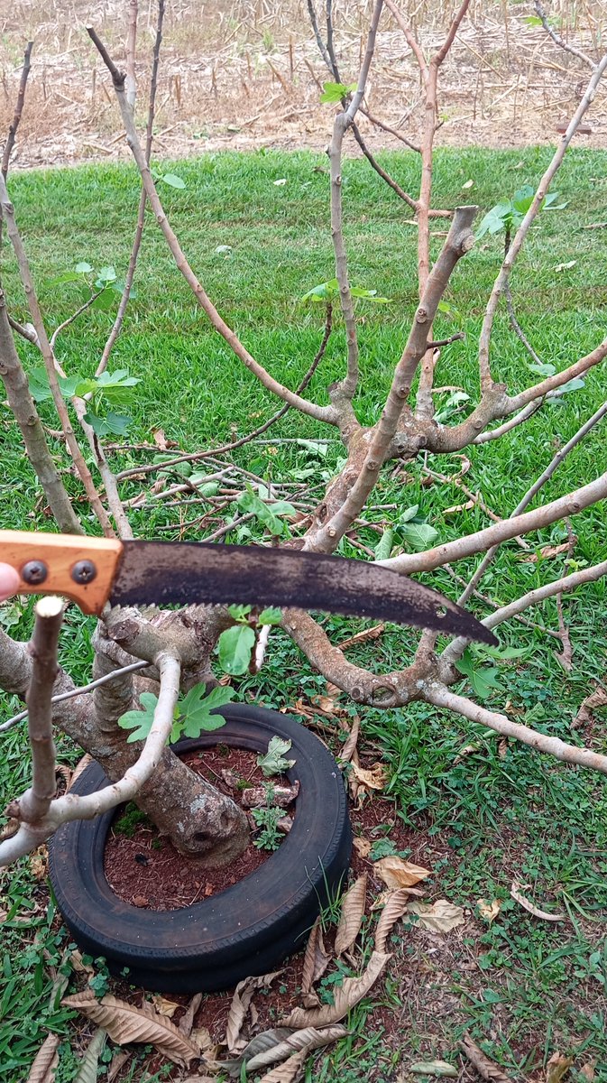 fritzfarm_'s tweet photo. This Monday, we are taking advantage of the last full moon before spring to prune the fig trees. It is necessary to exercise restraint regarding the plant's lateral spread and height.
#fullmoon #fig #figs #figtree #fritzfarm_metaverse #nft https://t.co/Jc2L1KWQR6