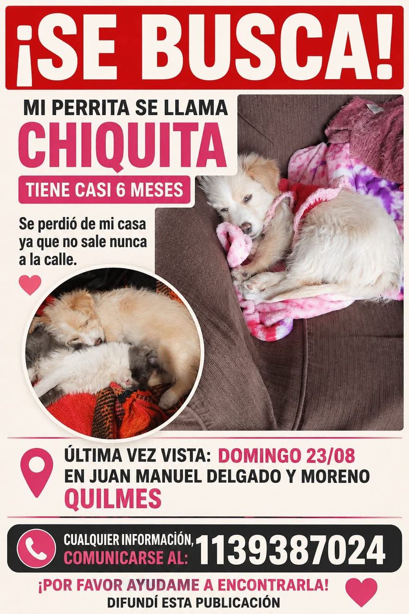 jimenadequilmes's tweet photo. Si alguien está reteniendo a CHIQUITA, COMUNICARSE POR FAVOR!!!💞 SU FAMILIA LA ESTÁ BUSCANDO!!!🙏🥹💓 Desde ya, muchas gracias!!!🐶🤗❤️ #Quilmes #PerraPerdida https://t.co/fGL49xoS5r
