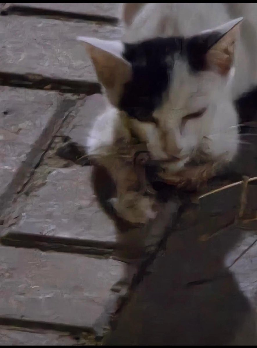 Animal_rescue0's tweet photo. #انقاذ #قطط #جده 
اهل جده ركزوا
حالات حديقة المفلحون في حي النهضه تحتاج همتكم
طبعا الي تصور ماتكلف على نفسها تصور فيديو او تعلن تدخل عند الناس وتكتب ف الكومنتات ورافضه تتعاون وهاذي مو اول حاله 
الي قريب🛑🛑 يكسب اجرهم ويعالجهم ويرجعهم لان الي تصور مستحيل تسوي شي

https://t.co/FAYU28OUJP