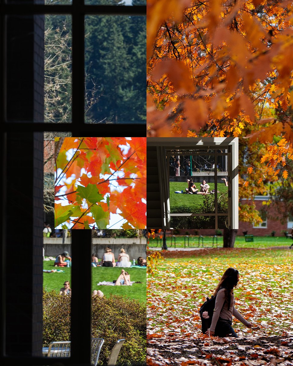 A collage of four images showcasing different scenes: the top left shows a view through a window with lush greenery outside; the top right displays bright orange autumn leaves; the bottom left features a group of people sitting on a grassy area near a building; the bottom right shows a person on a carpet of fallen leaves, with vibrant autumn foliage above.