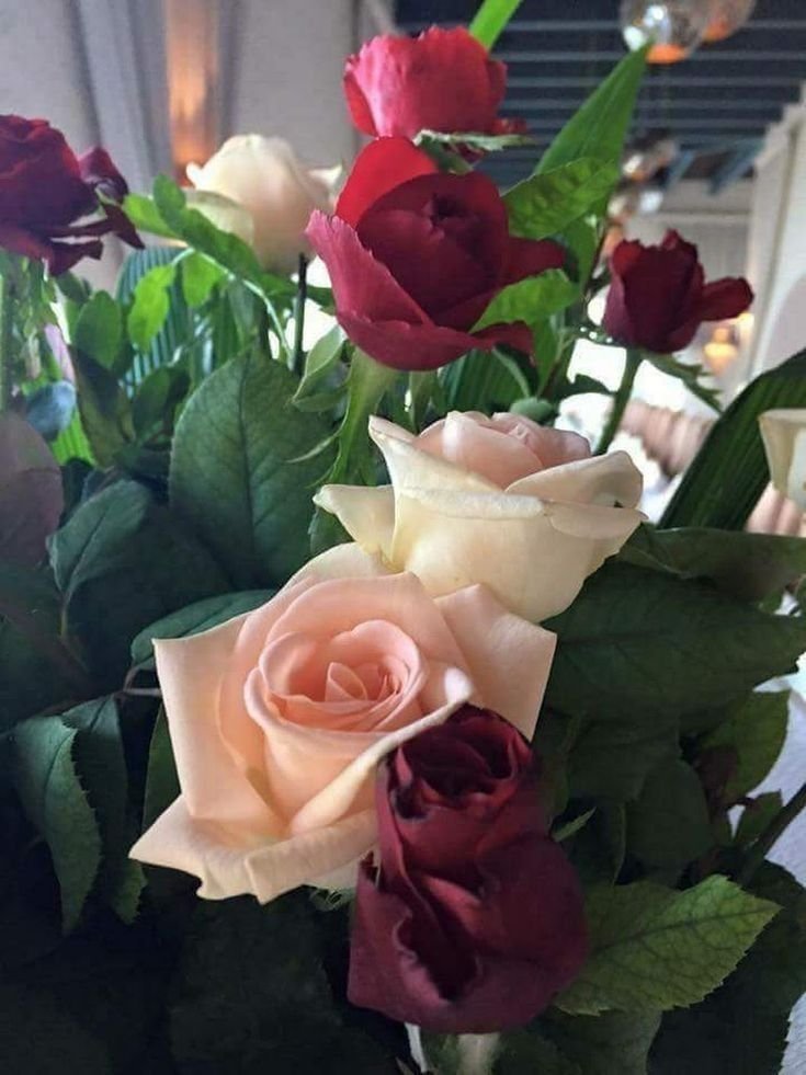 mysy80168760's tweet photo. بين حمرة الخجل وبياض النقاء، تتراقص أوراق الورود لتروي قصة جمال لا تنتهي. 🌹✨ #ورد #جمال #أدب" https://t.co/zZtJ9qDWUo