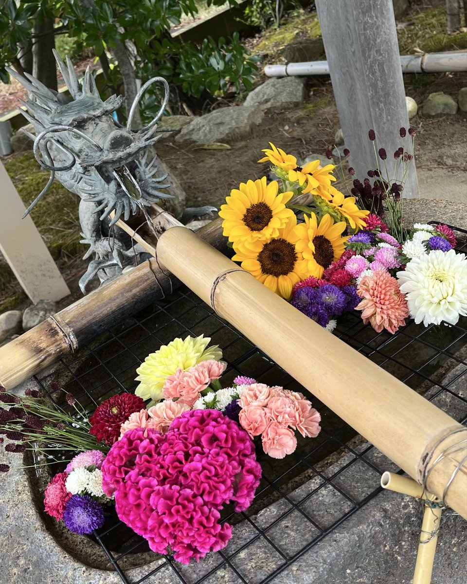 sansya3323's tweet photo. 本日より9月。
月替わりの御朱印は片面でございます。

花手水を崇敬者の森田様よりご用意して頂きました。

#三社神社 #花手水 #御朱印 #月替り御朱印 #無から有を生み出す https://t.co/1DDZxkThY1