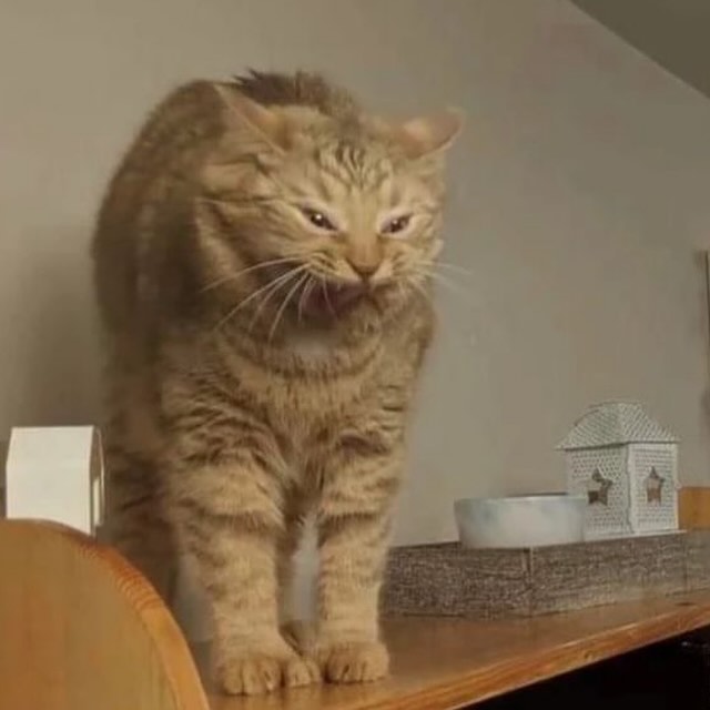 PunchingCat tweet picture