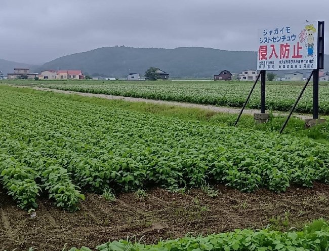 jagrinews's tweet photo. 【種芋への打撃懸念　米国産ジャガ解禁　病害リスク「死活問題」】
米国政府が日本に求める生食用ジャガイモの輸入解禁を巡り、生産量全国一の北海道で不安が広がっている。生産者は新たな病害の発生リスクを「死活問題」とし、需給緩和による価格への影響にも危機感を強める。
https://t.co/SRyB4picnD
※有料会員向け