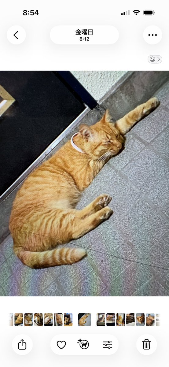 q_19jk's tweet photo. 今年は台風、多すぎて…
暑すぎないから、熱中症にならないのが
救いなのかな？

ちゃあ６丁目、みぃ５丁目と近くで目撃されてる🥹
早く見つけてあげなきゃ…
帰り方が、分からないんだ…きっと

#迷子猫　#東林間５丁目　#迷い猫 https://t.co/MRy08DQC0i