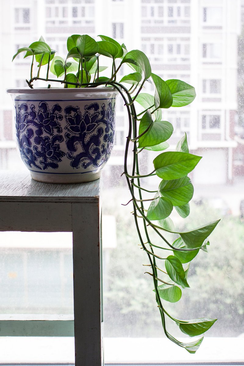 jaedenwill's tweet photo. Keep your pothos happy! Water only when the top 2 inches of soil feel dry, place it in bright indirect light, and wipe its leaves monthly to remove dust. https://t.co/Iz6ZVEWv37