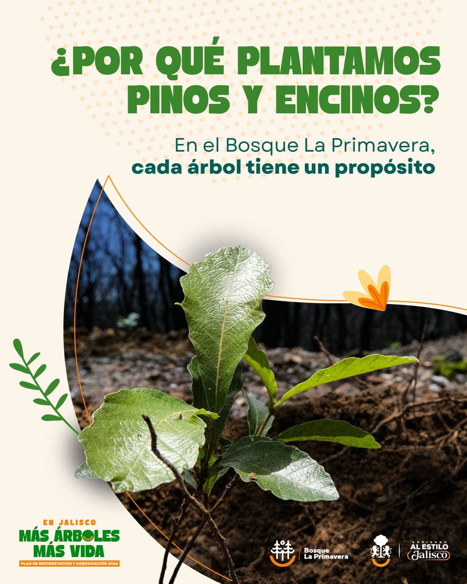 SemadetJal's tweet photo. Como parte de la Campaña Estatal de Reforestación 2026, en el Bosque La Primavera plantamos especies nativas como encinos y pinos, fundamentales para su recuperación y conservación.

Sumamos esfuerzos para cuidar los bosques y fortalecer la biodiversidad de Jalisco. 🌳 https://t.co/b9Z6v1WSG9