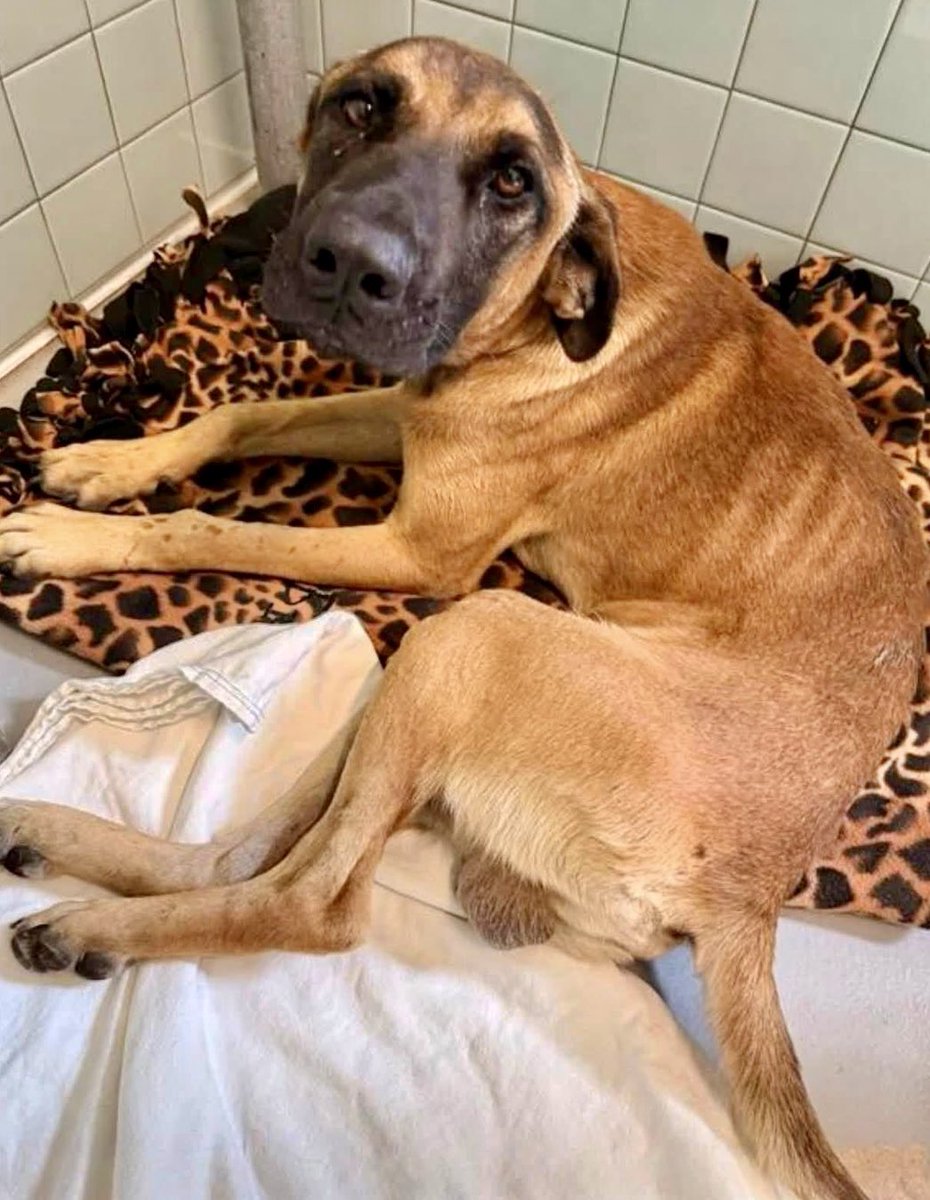 LeporidaeCheryl's tweet photo. OMG‼️ This poor, INJURED Baby, 5️⃣3️⃣-lb, 3️⃣ yo ROCKY can't even Defecate or Urinate on his own‼️

This is SERIOUS. 

Emergency🚨 Vet indicates he may need ongoing Bladder Management. 

In addition, he's not wanting to walk on his hind legs, so who knows what other medical issues he has?

PLEASE Pledge for a Medical 🏥 Rescue. 

He's MISERABLE 😭 & needs Immediate Intervention.