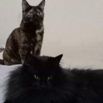 Photo by Melly_X (@DogmaRedacted)