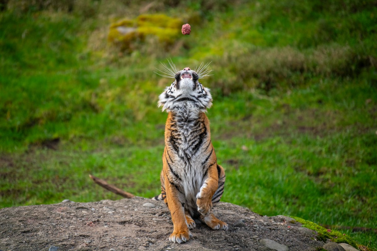 PtDefianceZoo's tweet photo. Sumatran tiger Indah’s meatball-catching skills are top tier! https://t.co/yTawoGlNTg