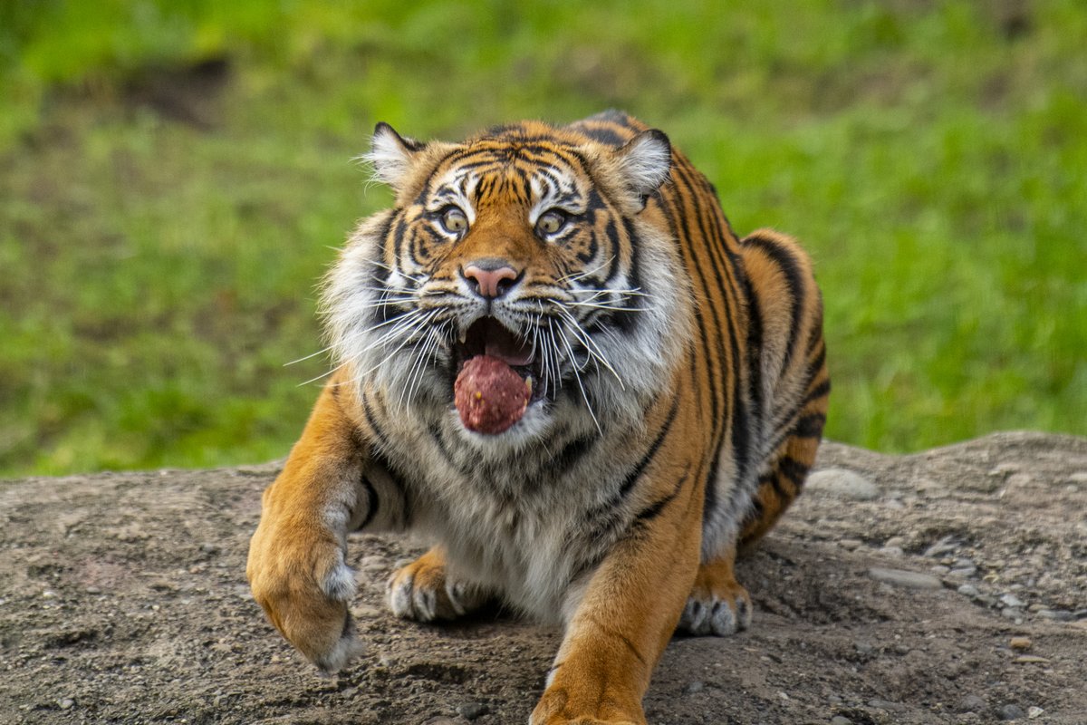 PtDefianceZoo's tweet photo. Sumatran tiger Indah’s meatball-catching skills are top tier! https://t.co/yTawoGlNTg