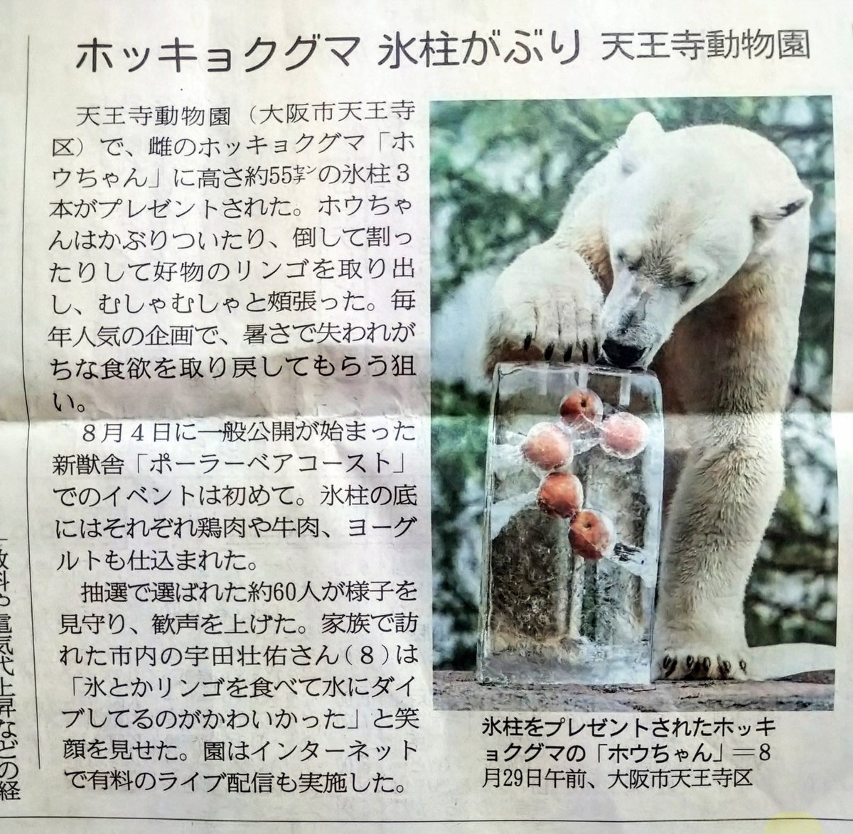 9797SS0's tweet photo. 白熊(ホッキョクグマ)舎
新しくなったんやてね🐻🍧🧊 https://t.co/0Sfwxxiu8K