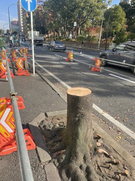 yuka_dondondon's tweet photo. そんな横浜市開港記念会館のよこの
みなと大通りの街路樹を横浜市はバッサリ伐採しました
歩道拡張を理由に。
街路樹は地震による延焼も防ぎます
#木を切る政治家退場させたい　
#関東大震災　#震災の日 https://t.co/anVcky0MCJ