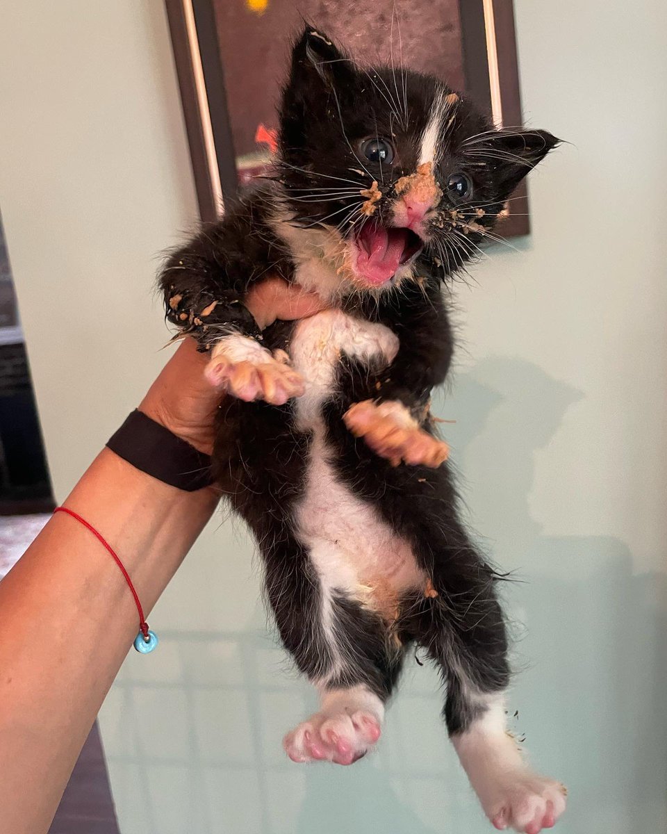 hvhpio15315dhd7's tweet photo. If this doesnโt scream #hangry I donโt know what does!
#adoptdontshop #cute #cutekitten #cutenessoverload #kittens_of_instagram #kittens_of_world #givemeallthekittens #savealife #kitten #kittensofinstagram #kittens #kittenrescue https://t.co/UZVPepUyTU