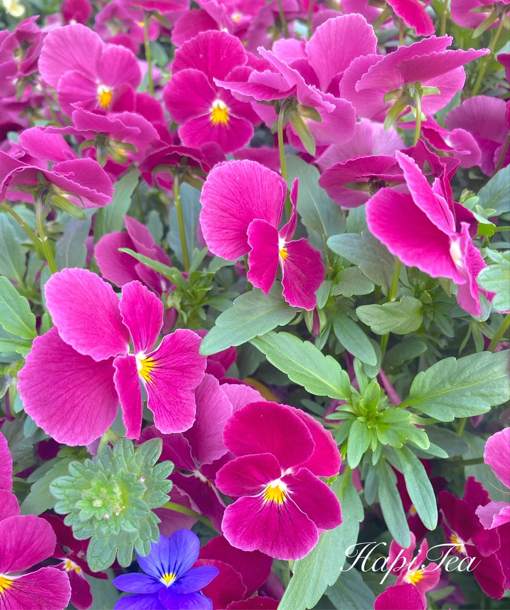 hapi_tea tweet picture