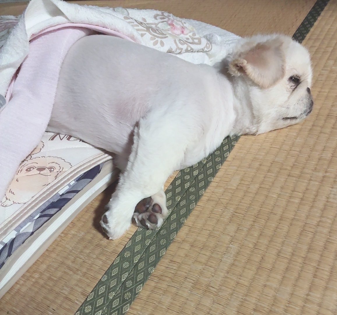 butiito's tweet photo. 昨夜の就寝の様子
布団の中で寝ていたはずが…
暑くなったのね…
全身は出さないスタイル

#ペキニーズ 
#犬のかわいいスヤ顔  💤 https://t.co/BPWONqK8cj