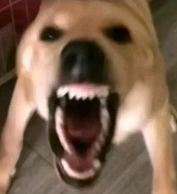 Pandora_loquirs's tweet photo. "Es que los domingueros-"

SHUT THE FUCK UP, MANUEL https://t.co/IZlwCK1eEV