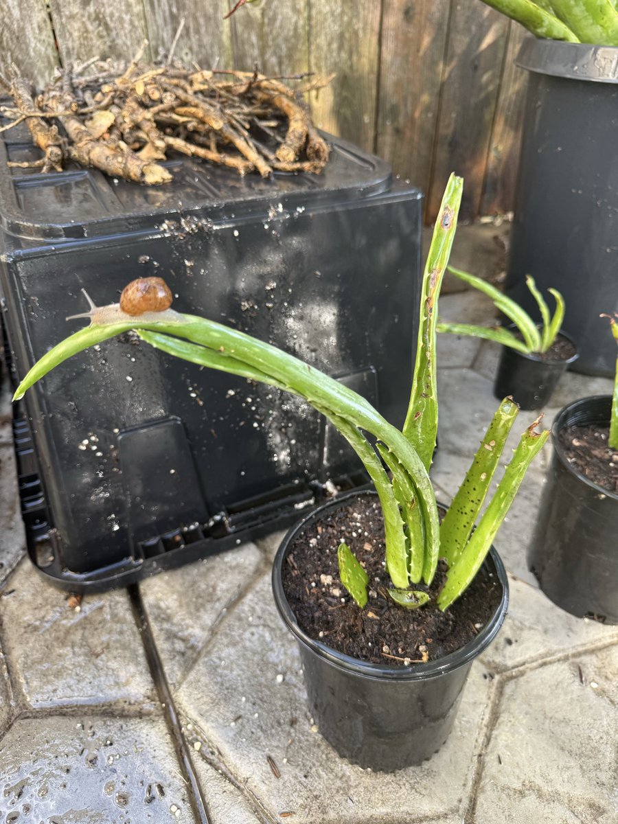 cgcardona's tweet photo. I just repotted 5 pups from the mamma aloe plant and noticed this little guy must have been along for the ride. 🐌 🪴 https://t.co/wp8F3MBJ8z