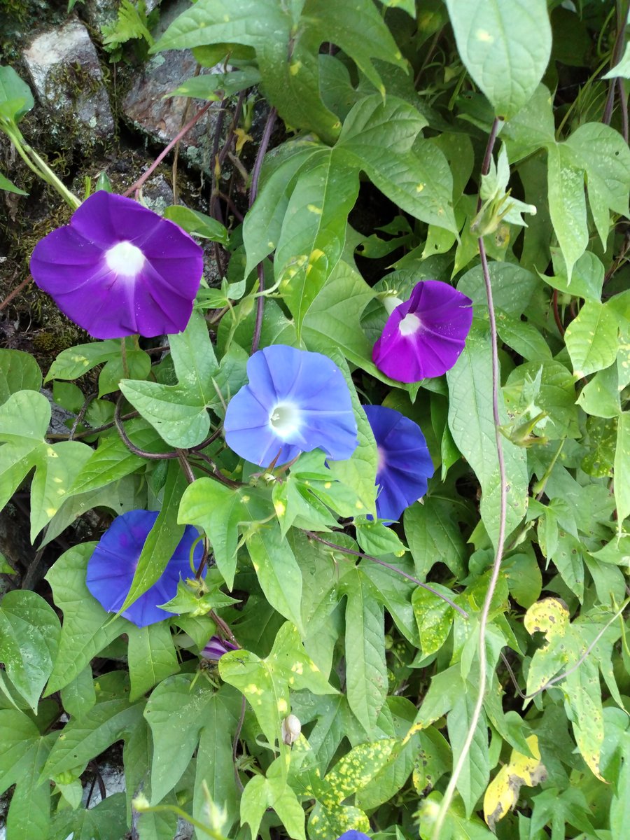 sethuko1232's tweet photo. @hiroshiouentai ＧM鹿児島🥰
三山さんお早う御座います
＼(^_^)／💗

今日も国民的歌手の心意気💪☺💖🎶
存分にお届け下さいね～(~▽~@)♪♪♪

個性ある✴🌸熱唱😍皆さんと素敵なステージで輝きの１日でありますように…🥰🎵p(^^)q https://t.co/lTTnKyRTAJ