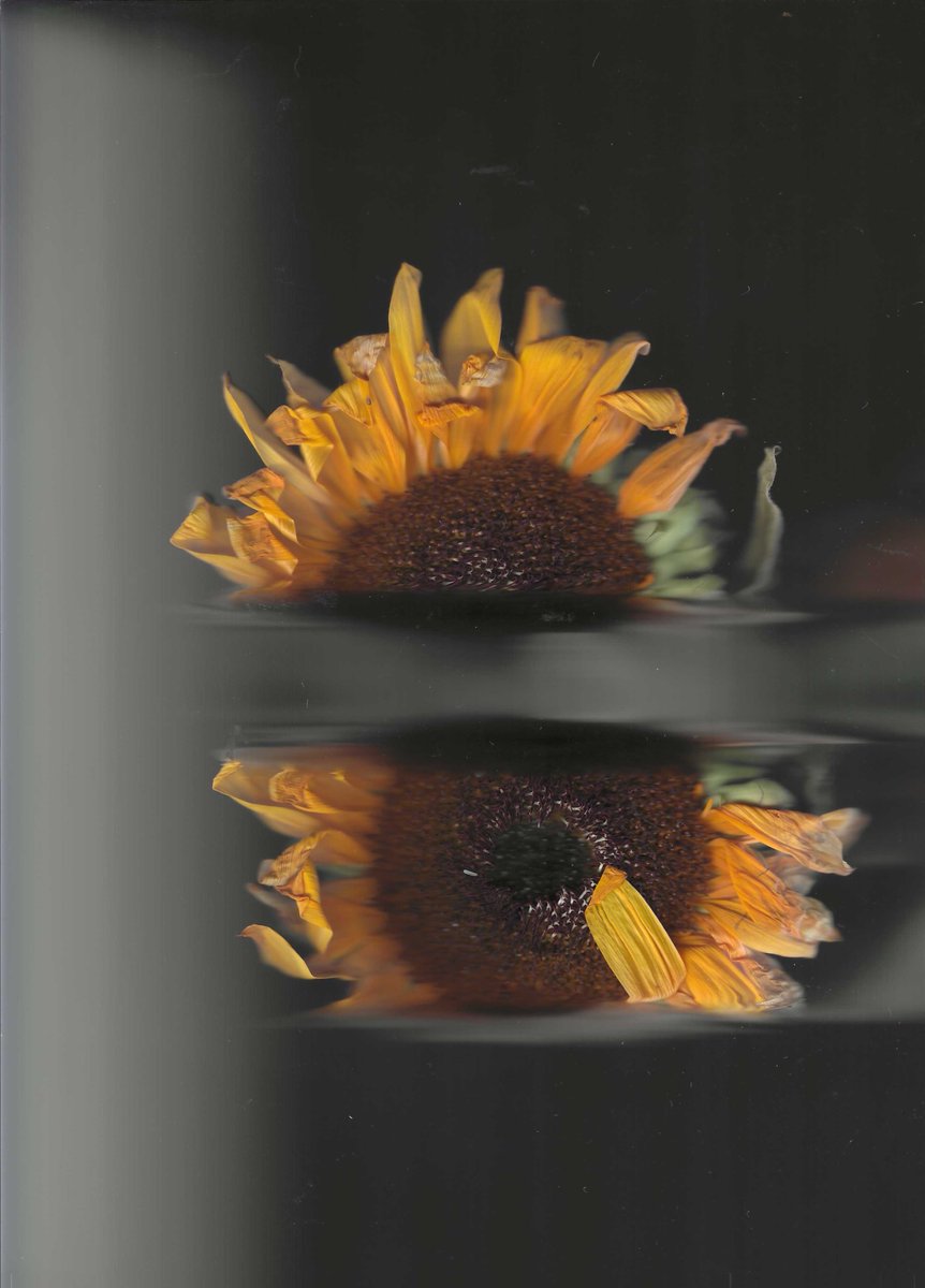 embodiedmelody's tweet photo. from this years Solar return bouquet 
thanks August https://t.co/tNS0ebuzD0