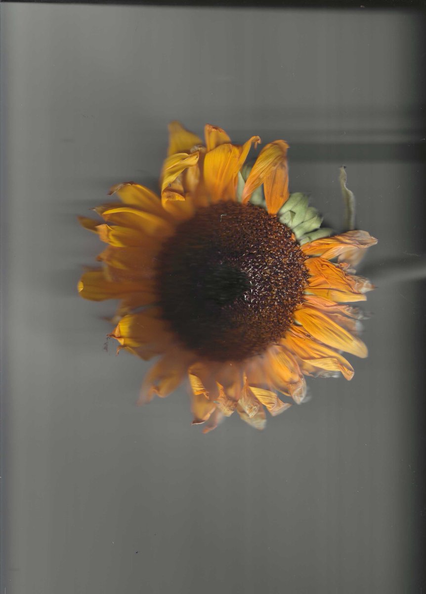 embodiedmelody's tweet photo. from this years Solar return bouquet 
thanks August https://t.co/tNS0ebuzD0