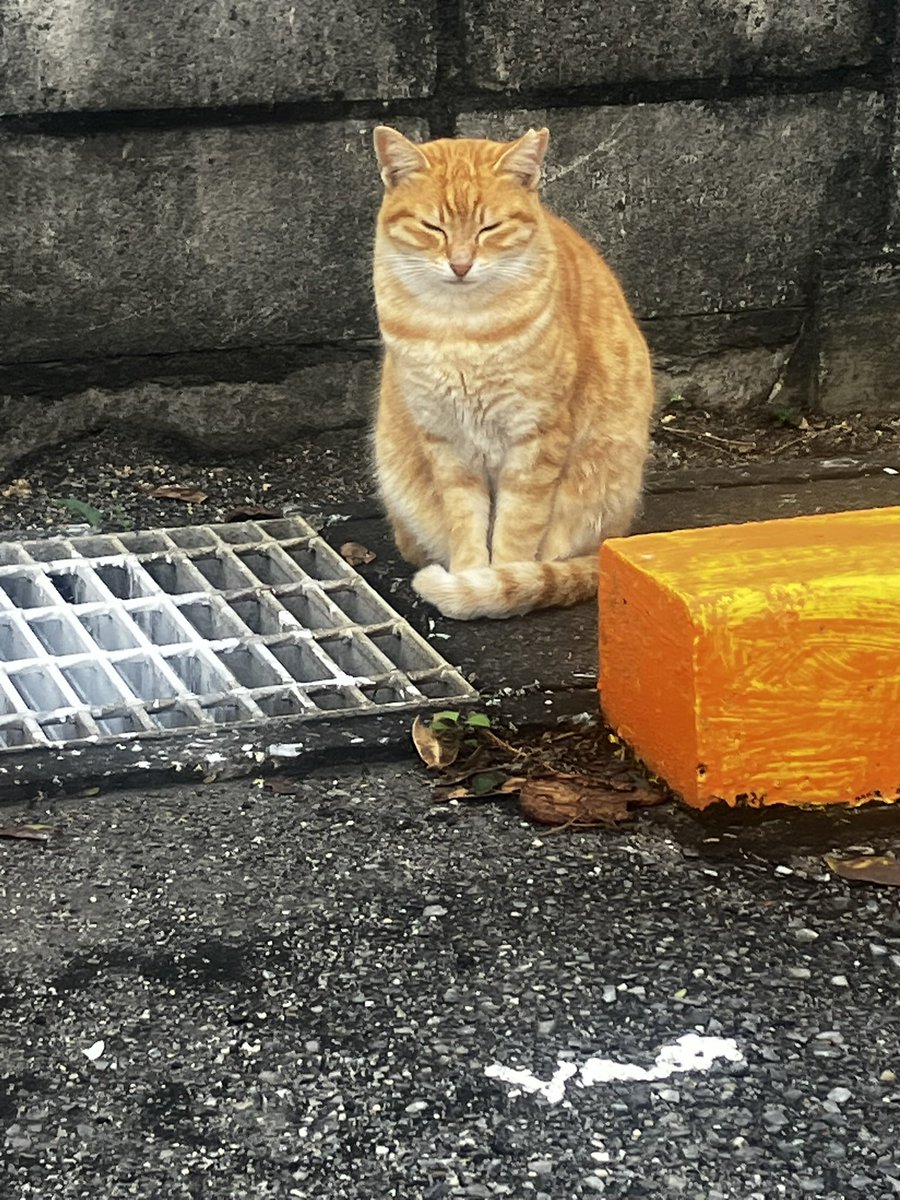 ptime18gou's tweet photo. おはようございます😃
生憎の雨模様ですが、今日から9月🌕
うちの駐車場にいる猫🐱
常に寝てるのでいつ動いているのか…
見えたら優しくしてあげて下さい🩷
今月もよろしくお願い致します🙇

#猫
#ピータイム
#パチンコ
#スロット
#宮古島 https://t.co/BdxSBP5lR9