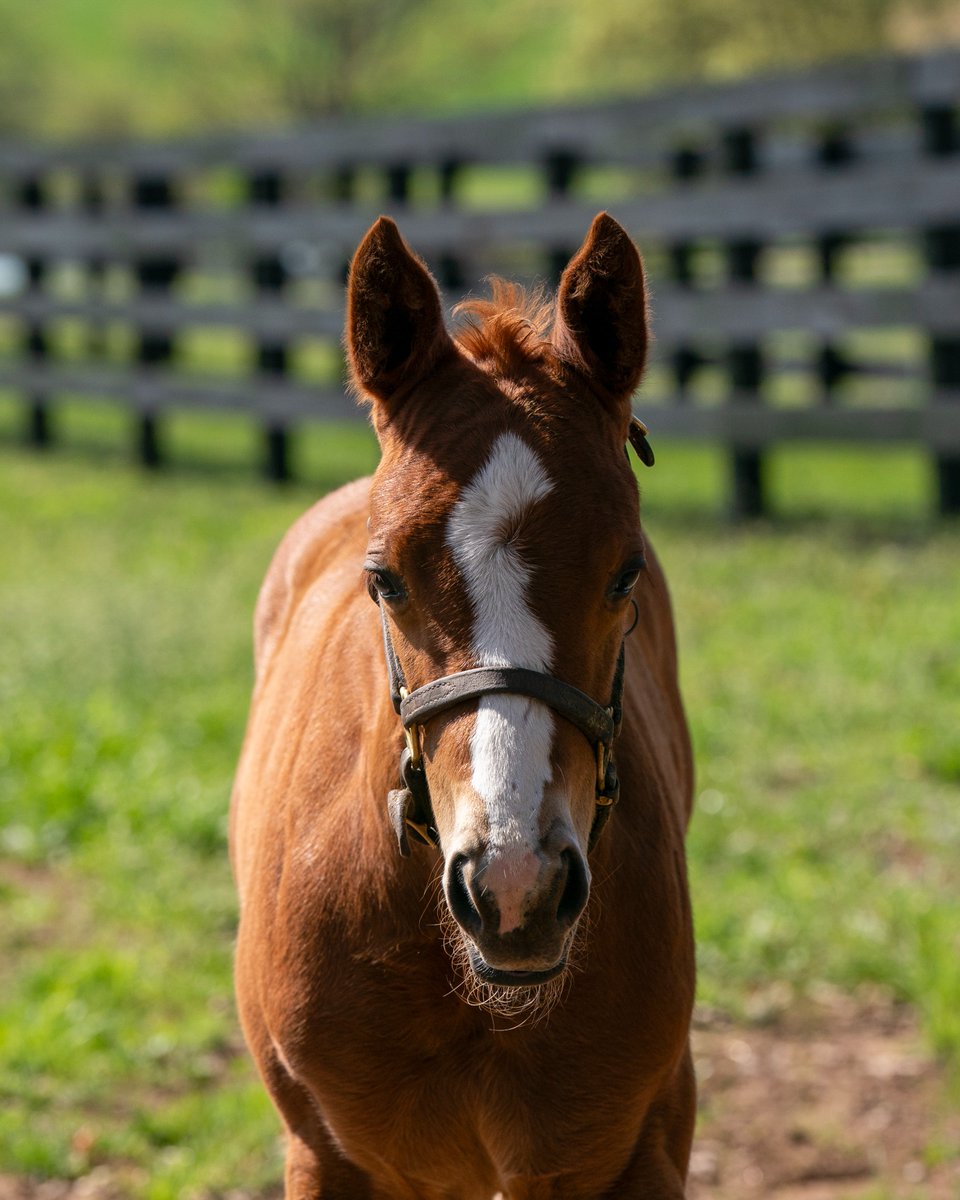 StonestreetFarm's tweet photo. It was a winning weekend for two #BredandRaised half-sisters out of VALUABLE PACKAGE!
๐ MAGIC COWGIRL (24 Good Magic) scored in a Maiden Special Weight by 2ยฝ lengths in her second start at Prairie Meadows.
๐ COSTA AMALFITANA (22 Twirling Candy) was victorious in Race 2 at Colonial Downs.
Congratulations to all of the connections!
@HillnDaleFarm @TaylorMadeSales @prmracing @LanesEndFarms @ColonialDowns