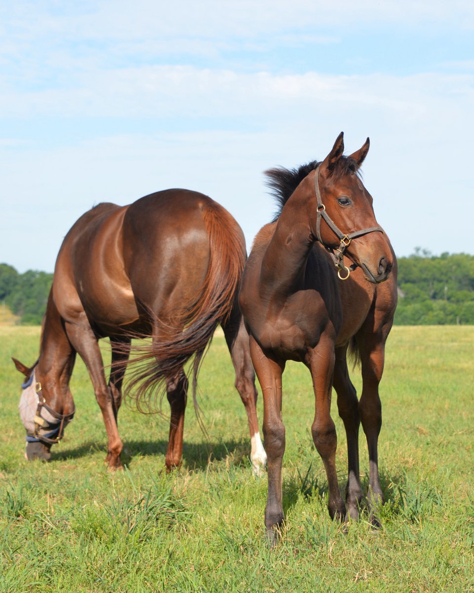 StonestreetFarm's tweet photo. It was a winning weekend for two #BredandRaised half-sisters out of VALUABLE PACKAGE!
๐ MAGIC COWGIRL (24 Good Magic) scored in a Maiden Special Weight by 2ยฝ lengths in her second start at Prairie Meadows.
๐ COSTA AMALFITANA (22 Twirling Candy) was victorious in Race 2 at Colonial Downs.
Congratulations to all of the connections!
@HillnDaleFarm @TaylorMadeSales @prmracing @LanesEndFarms @ColonialDowns