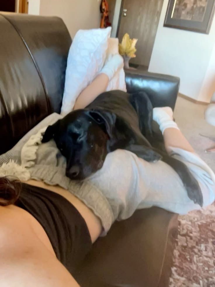 DogMomx5jd's tweet photo. He looks sweet here.
Last night he mounted me hard, forced that thick knot all the way in, and kept me locked while he pumped load after load inside me.
Full video in private.
Link in bio
#dogs #K9 #USA https://t.co/0QGawy3Kcl