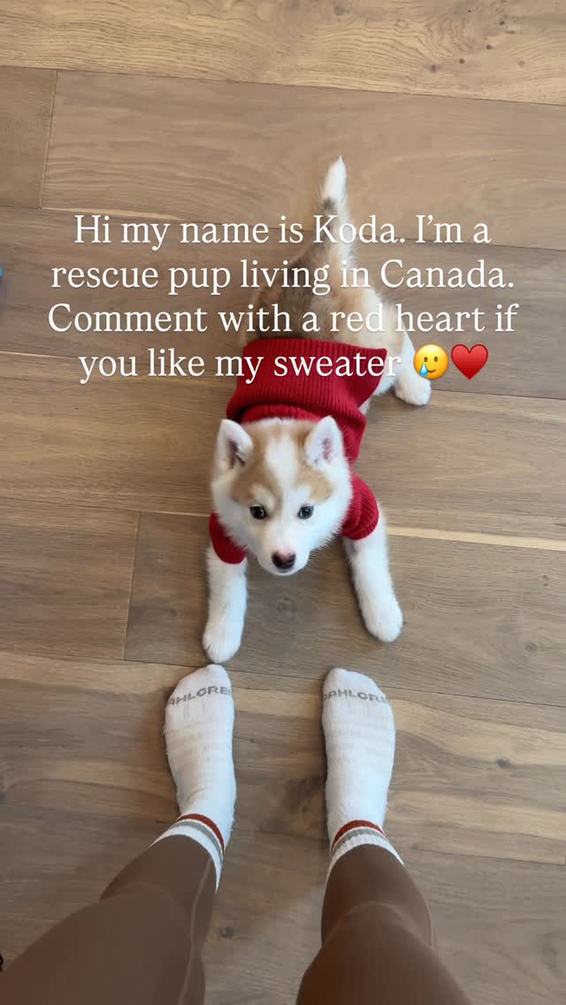 kodathealptvsf's tweet photo. Just a little snow bunny who loves adventures with his mommy in the Canadian Rocky Mountains 🫶🏻🤍 Adopted from: @heartmountainrescue 

#banff #rescue #rescuepuppy #rescuecatsofinstagram https://t.co/6Ts8Li4qnL