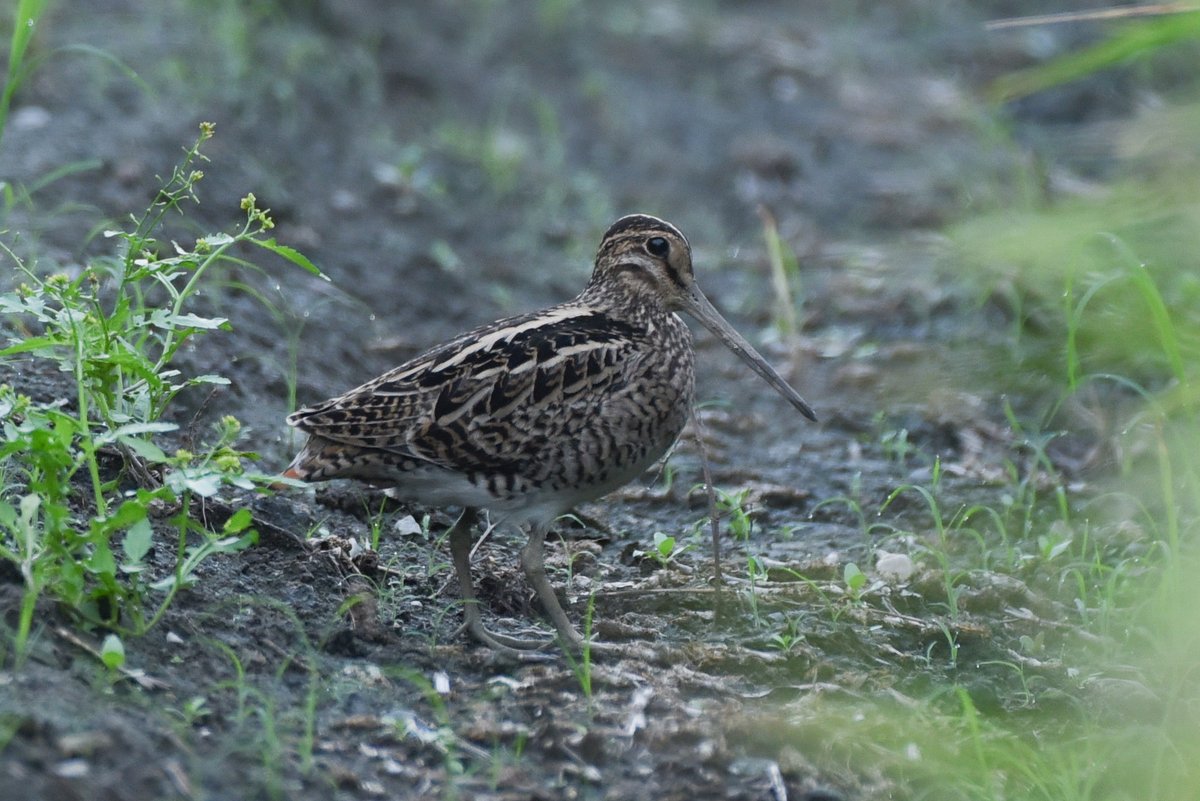 E_thunbergi's tweet photo. 推定チュウジシギ成鳥（8/30 北関東）
全体的に黒く、肩羽・雨覆・三列はほぼ冬羽に換羽済みで、体後半が短く寸詰まりに見える点など、チュウジの特徴を備えていると思った。日没後に辛うじて撮れた尾羽には暗色部が多く見える。 https://t.co/V7KRtLluh1