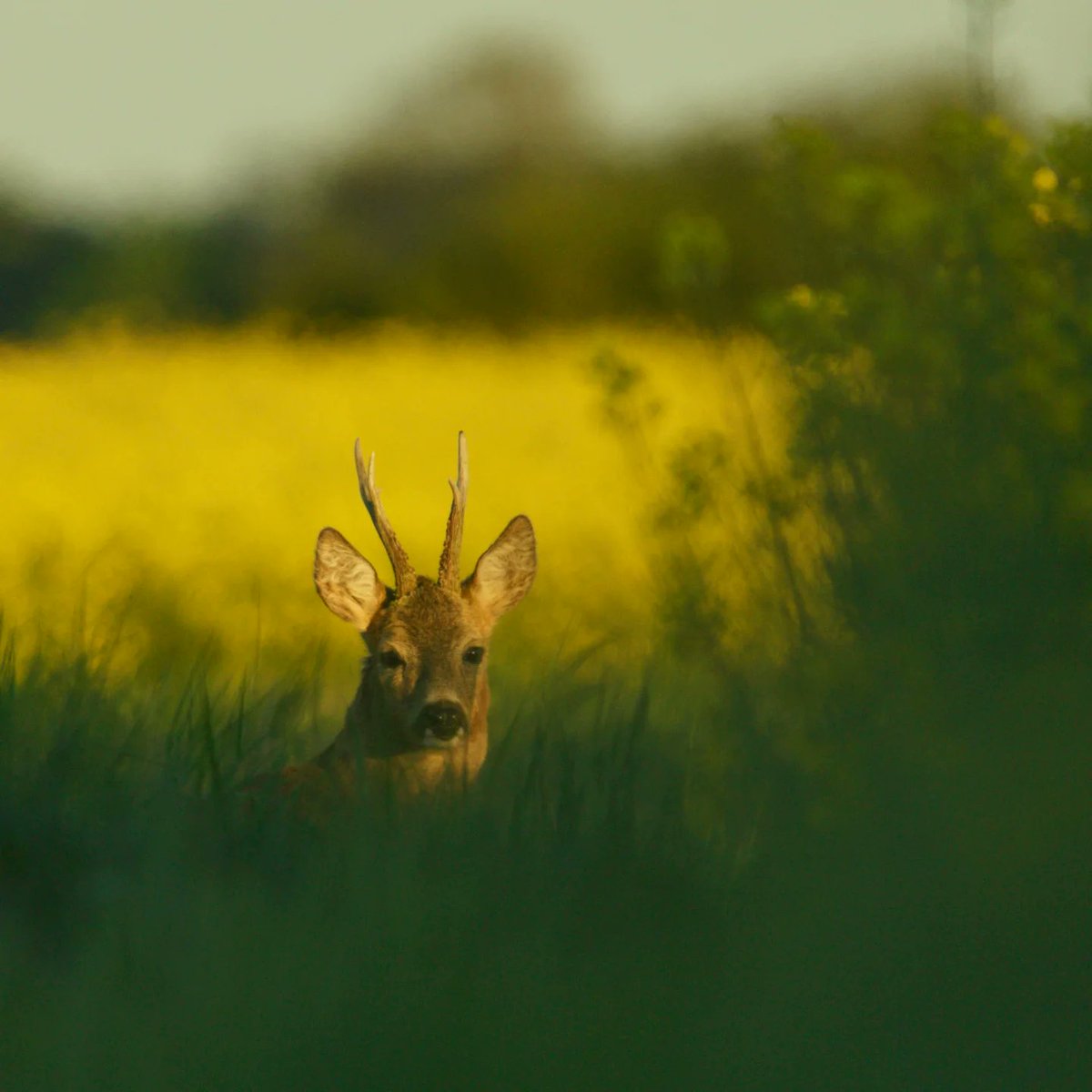 OleviaYerton's tweet photo. I made the most of the last few days in the rapeseed field. Completely unfazed by me, it stood there enjoying the evening sun. Sony a7, Sony 200–600mm https://t.co/CrEKMR3dHS
