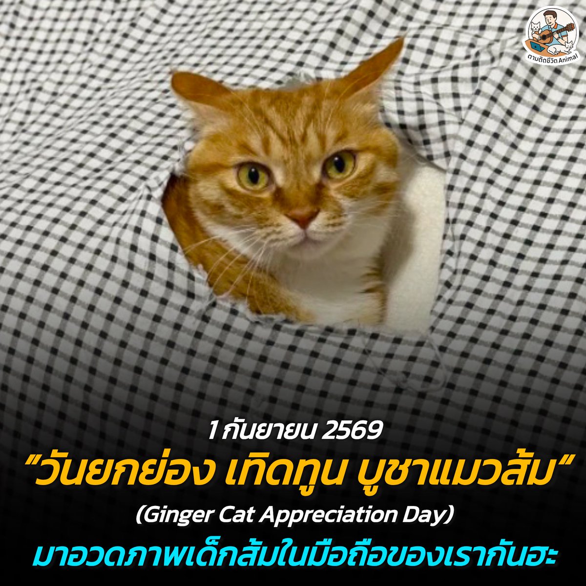 AnimalFW_TH's tweet photo. วันที่ 1 กันยายนของทุกปี คือ "วันยกย่อง เทิดทูน บูชาแมวส้ม" หรือ Ginger Cat Appreciation Day 🐱🍊
อาณาจักรสัตว์โลก มีม&สาระ By ตามติดชีวิตAnimal
วันพิเศษนี้ถูกก่อตั้งขึ้นโดยฃนักเคลื่อนไหวด้านสิทธิสัตว์ เพื่อกระตุ้นให้ผู้คนหันมาให้ความสำคัญกับน้องแมวสีส้มกันมากขึ้น เพราะข้อมูลที่น่าตกใจคือ น้องแมวส้มเป็นสีที่ถูกทอดทิ้งมากที่สุดรองลงมาเป็นอันดับสอง ต่อจากน้องแมวดำเลยฮะ

วันนี้จึงถือเป็นโอกาสดีที่เราจะได้อวดความน่ารัก ความกวน และความสดใสของเจ้าส้มกัน 🍊

ใครที่มีเจ้านายสีส้มอยู่ที่บ้าน วันนี้ต้องรีบไปกอดแน่น ๆ หรือเทอาหารเปียกสัก 10 ซองให้อิ่มจนอืดกันไปเลย 😆 

ส่วนใครที่ยังไม่มีแมวและกำลังมองหาน้องแมวมาเลี้ยง ลองเปิดใจรับน้องแมวจ้มสักตัวไปดูแล รับรองว่าชีวิตจะมีสีสันและบันเทิงแน่นอนฮะ 😖

เรียบเรียง 🖋️ แอดเพา
#แมว #หมา #ทาสแมว #อาณาจักรสัตว์โลก #ตามติดชีวิตAnimal