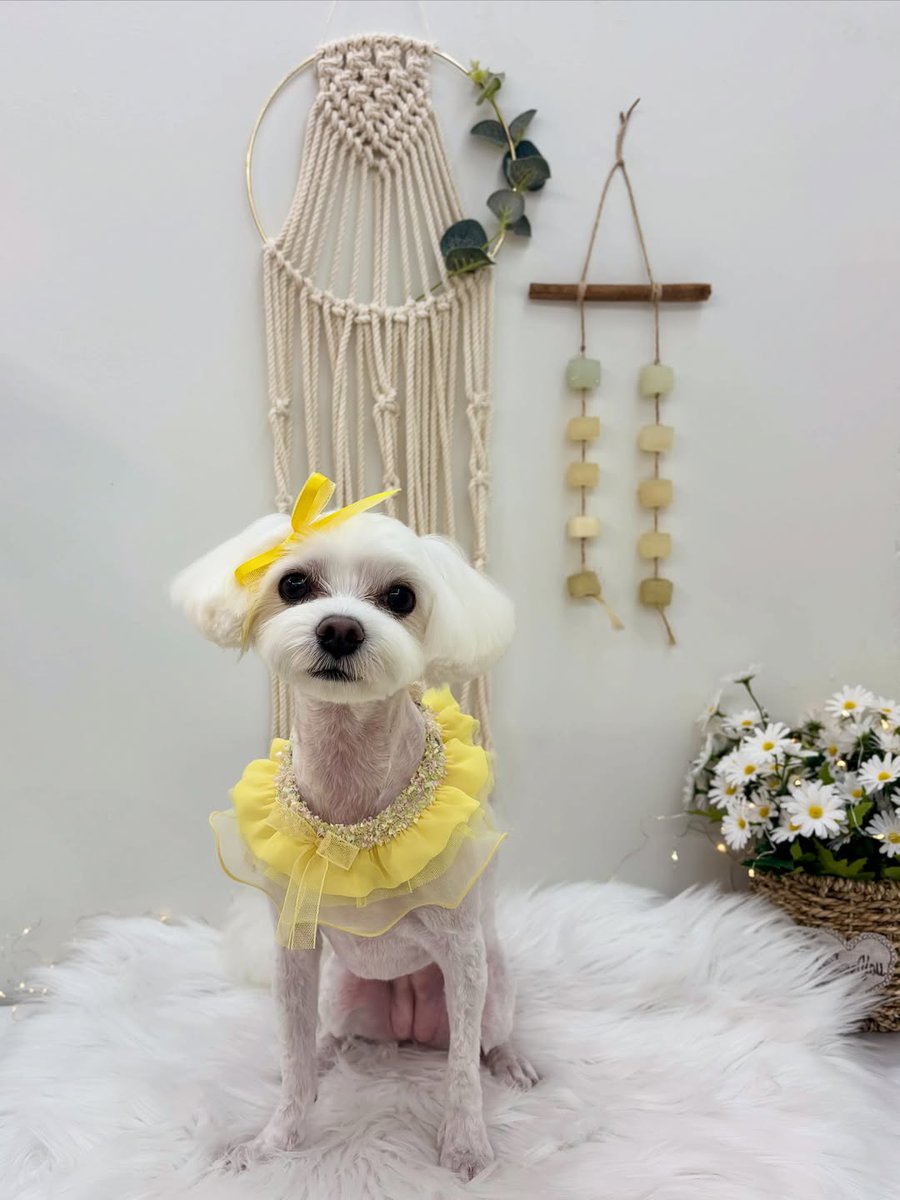 pawpretty_'s tweet photo. 。

초코🤎

초코가 앞이 안보이니 테이블 위에서 많이 불안해해 조심조심🥰

전체미용ܤ

#포프리티
#울산애견미용
#울산동구애견미용
#울산동구푸들미용
#푸들미용 https://t.co/l609xTWLLY