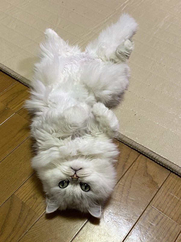 satoya_boshu's tweet photo. 甘えん坊な8歳のペルシャ♡一頭飼いで大切にしてくださる方
推定9歳3ヶ月
♀ 東京都

撫でてもらったり、飼い主のそばでゆっくり過ごすことが大好きな子です。
少し繊細なところがあり、たくさんの猫に囲まれて過ごすよりも、一頭でのんびりとたくさん可愛がってもらえる環境が向いている子です https://t.co/7b8XFKwy4M