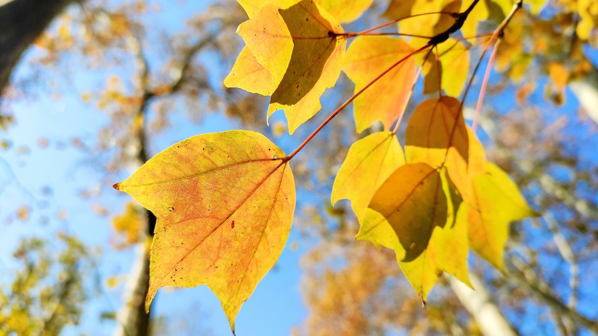 Gauri02557572's tweet photo. The first golden leaf fell today—autumn’s crisp, cozy vibe is officially here! ☉, https://t.co/Ili2qB2YAw