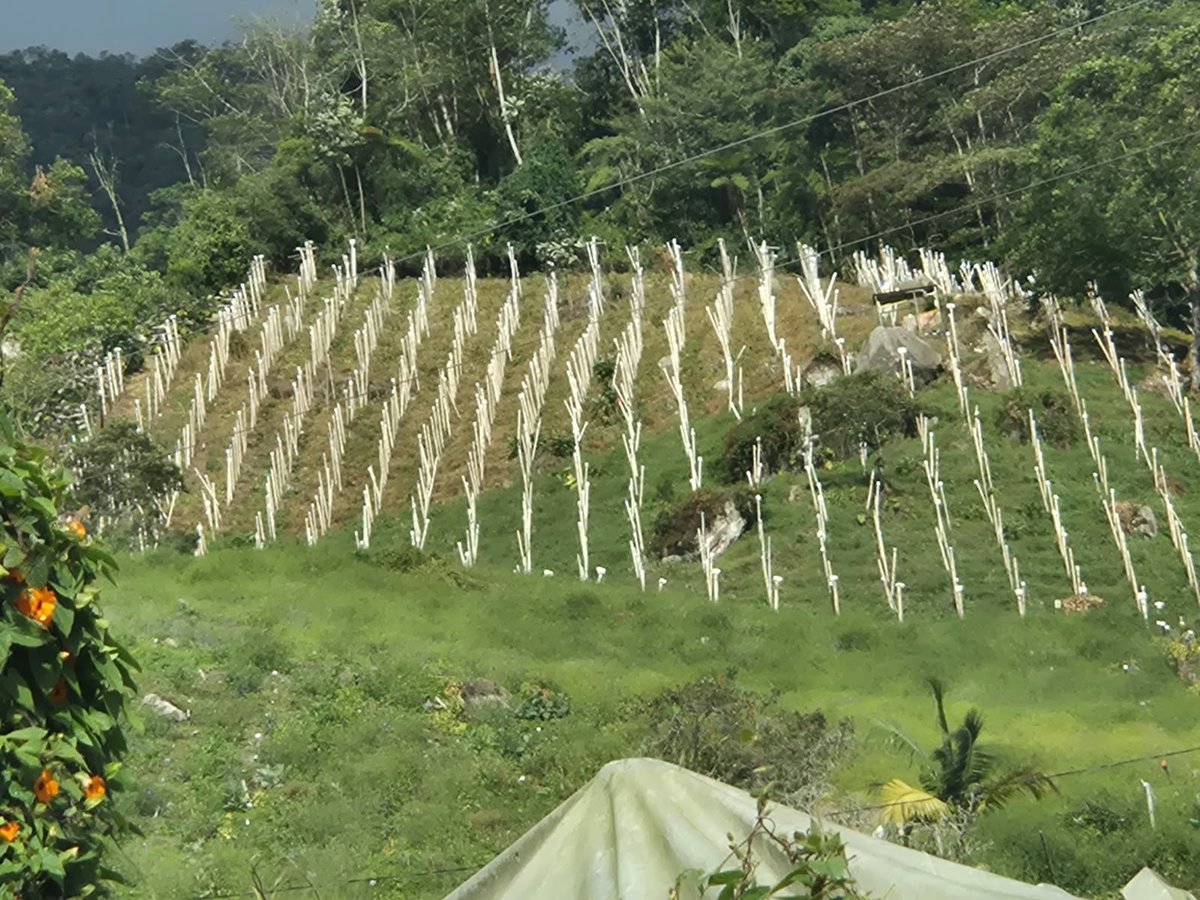 H2OSumapaz's tweet photo. @NoticiasCaracol
@CaracolRadio
@AlcFusagasuga
@CAR_Cundi
Así está hoy la vereda la palma ( Cruz Grande) en Fusa, llena de cultivos, 56000 de aguacate, nadie en la loma tiene concepción de aguas ni PUEA, ese aguacate consume 4 millones de litros diarios de agua. https://t.co/QzAYcbKz8U